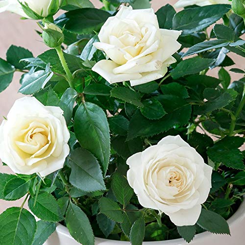 White rose plant (Pack of 1) (B0CR4B7ZGD) Amazon Price History, Amazon Price Tracker