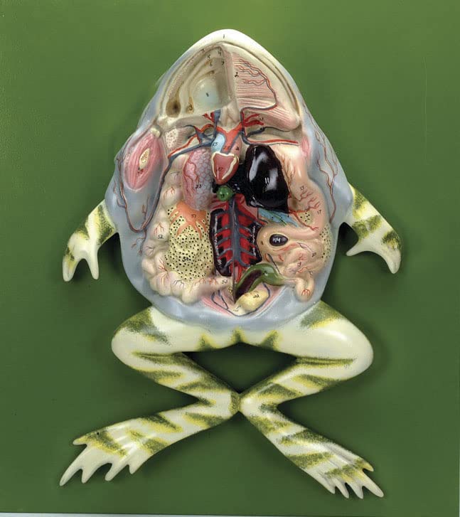 Anatomically Accurate Frog Dissection Model On Wooden Base Comes with Detailed Key Card for Identification of Key Anatomical Features Biology Anatomy Model Laboratory Education