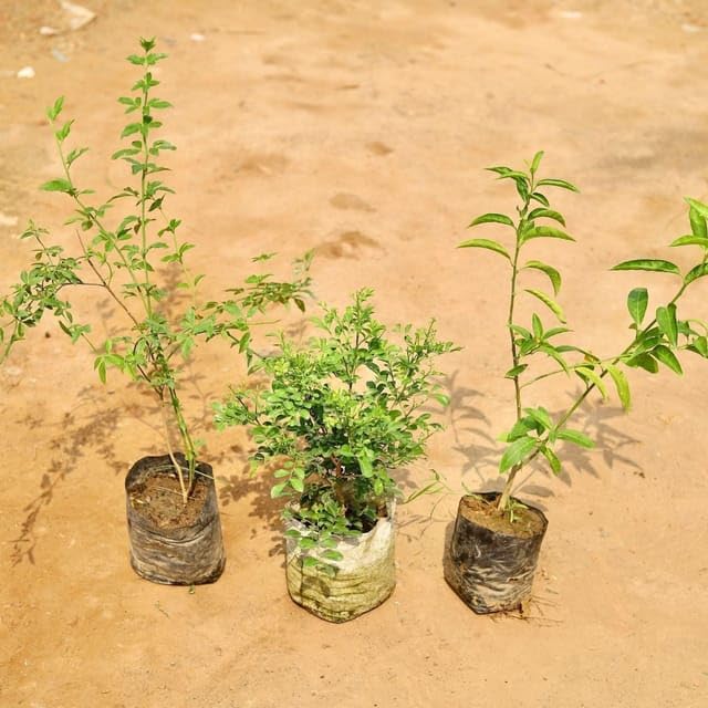 See full amazon price history chart for Set of 3 - Raat Ki Rani, Chameli & Madhu Kamini (any colour) in 4 Inch Plant sunlight Live Nursery Bag Set of 3 - Raat Ki Rani, Chameli & Madhu Kamini (any colour) in 4 Inch Plant sunlight Live Nursery Bag (B0CZ15VB9B) Amazon Price History, Amazon Price Tracker