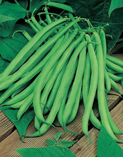Bean Blue Lake Great Heirloom Garden Vegetable by Seed Kingdom BULK - Semillas de 5 libras