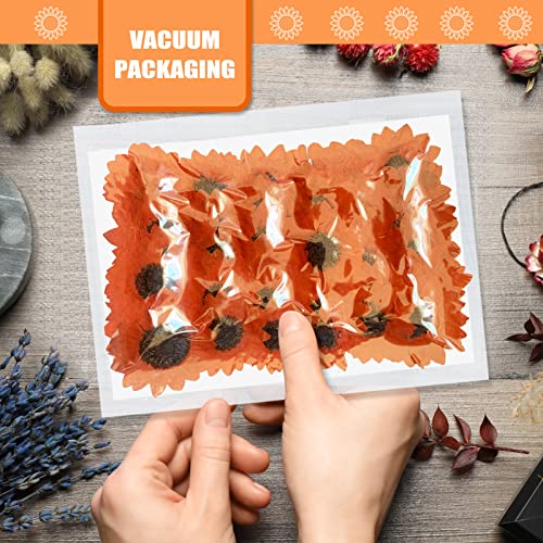 60 piezas de pequeñas flores secas prensadas de girasol naranja para manualidades miniatura 3