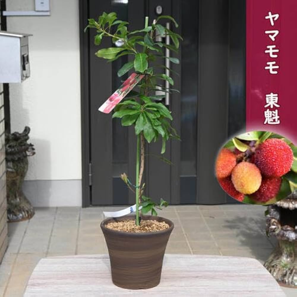 Amazon.co.jp: ヤマモモ東魁桃 山桃東魁桃 : DIY・工具・ガーデン