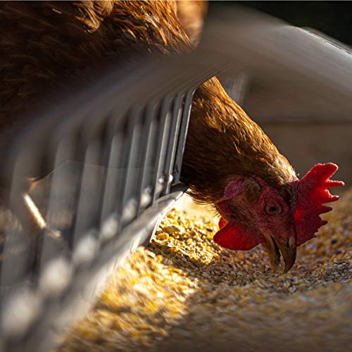 Gerste 5-30 kg für Hühnerfutter Geflügelfutter Futtergerste Vogelfutter Nager Geschält Körner Getreide Barley Sack… – Bild 6