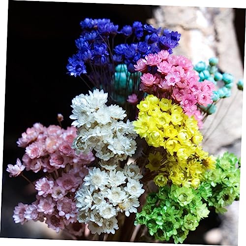 30 flores secas Daisy preservadas para decoración miniatura 5