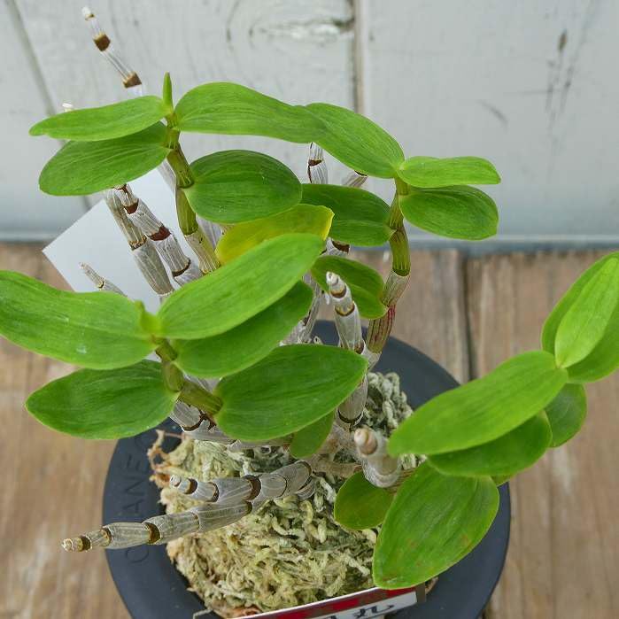 Amazon.co.jp: 長生蘭 天司丸 セッコク 苗 3号鉢 斑入り 石斛 山野草