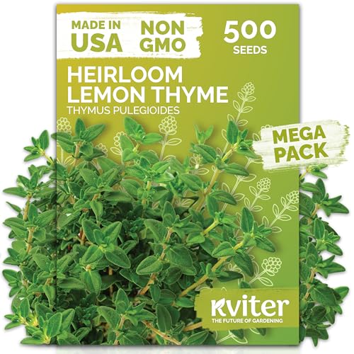 KVITER 500 Lemon Thyme Seeds for Planting (Thymus Pulegioides) – Wild Creeping Thyme Seeds Ground Cover, Aromatic & Drought-Tolerant Herbaceous Flower – Ideal for Walls, Fences & Herb Garden