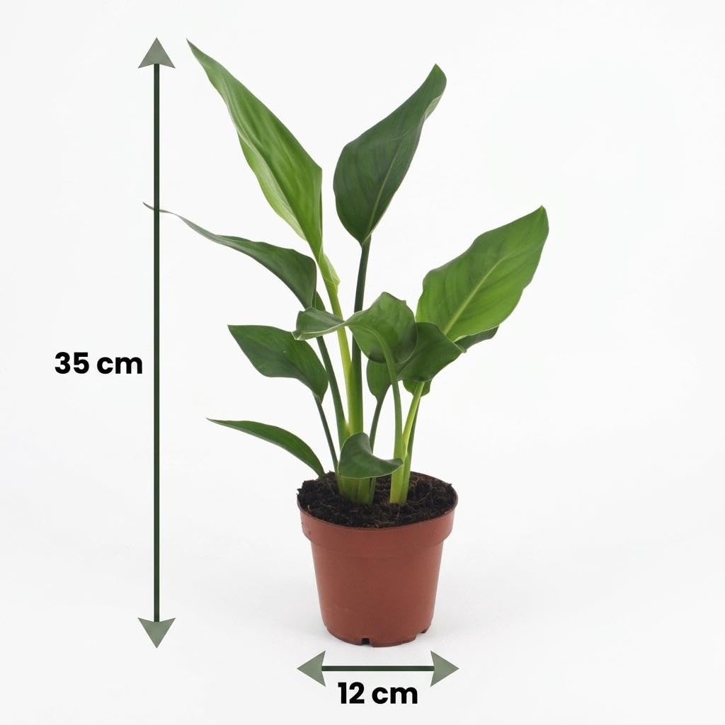Strelitzia Reginae con Cesta de Algas Marinas, Interior, Pack de 4, 35cm