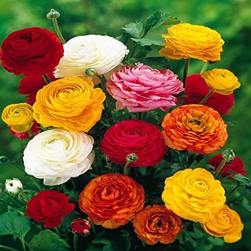 Ranunculus Flower Bulbs, Pack of 7 (Mix colour) For Your Garden By ANGIOOUTLETS (B0BMZ9K5YJ) Amazon Price History, Amazon Price Tracker