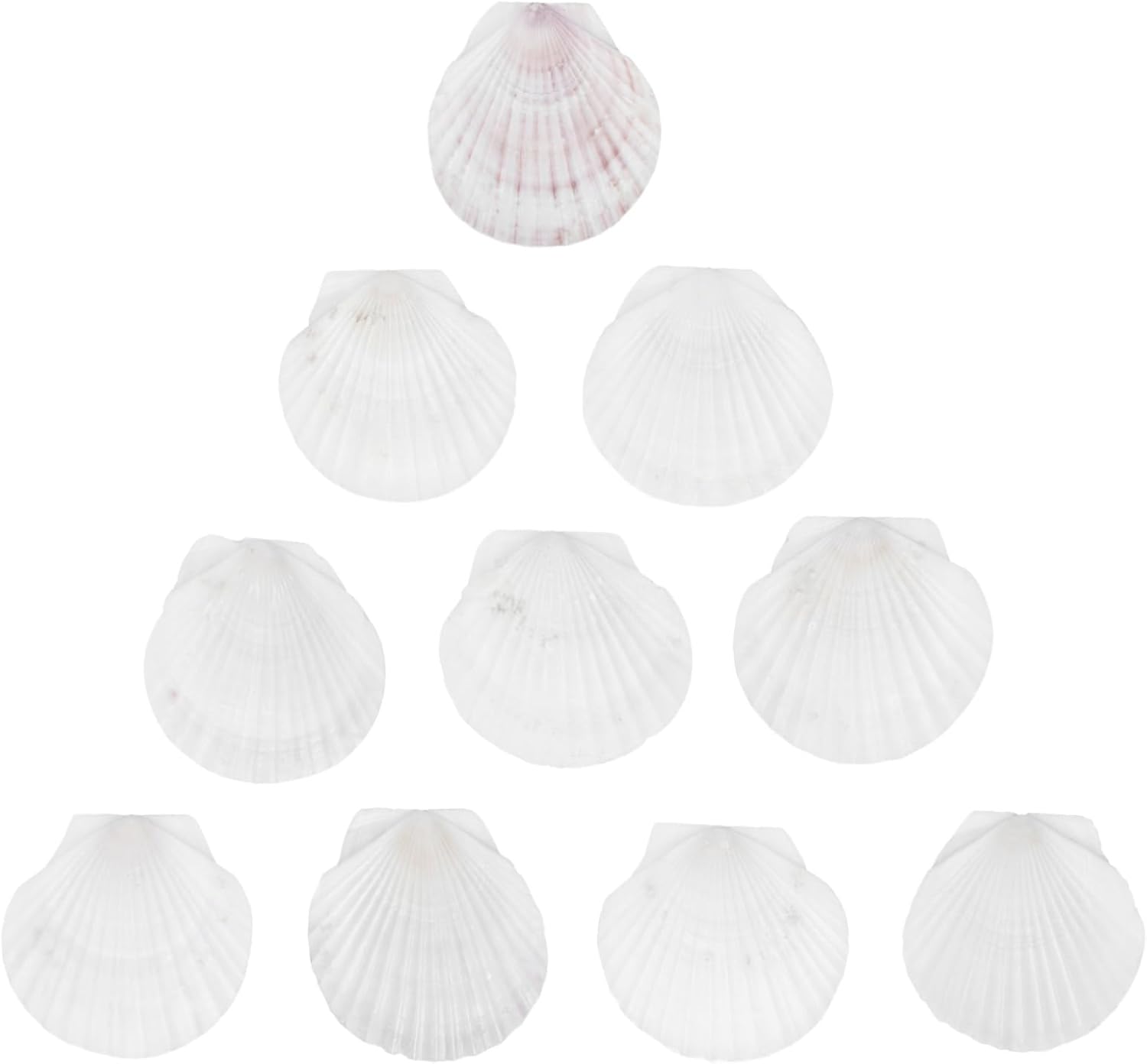WOONEKY 10pcs Natural Scallop Shells for Crafting and Baking Unique Seafood Serving Tray for Parties Holidays and Home Decor