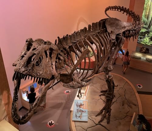 Page de couverture de Enestående fund af blodkar: Verdens største fossil af T-rex afslører nyt om dinosaurerne