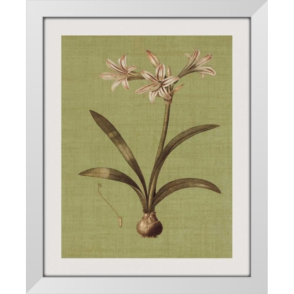 Amazon.com: ArtDirect Botanica Verde I 48x60 Huge White