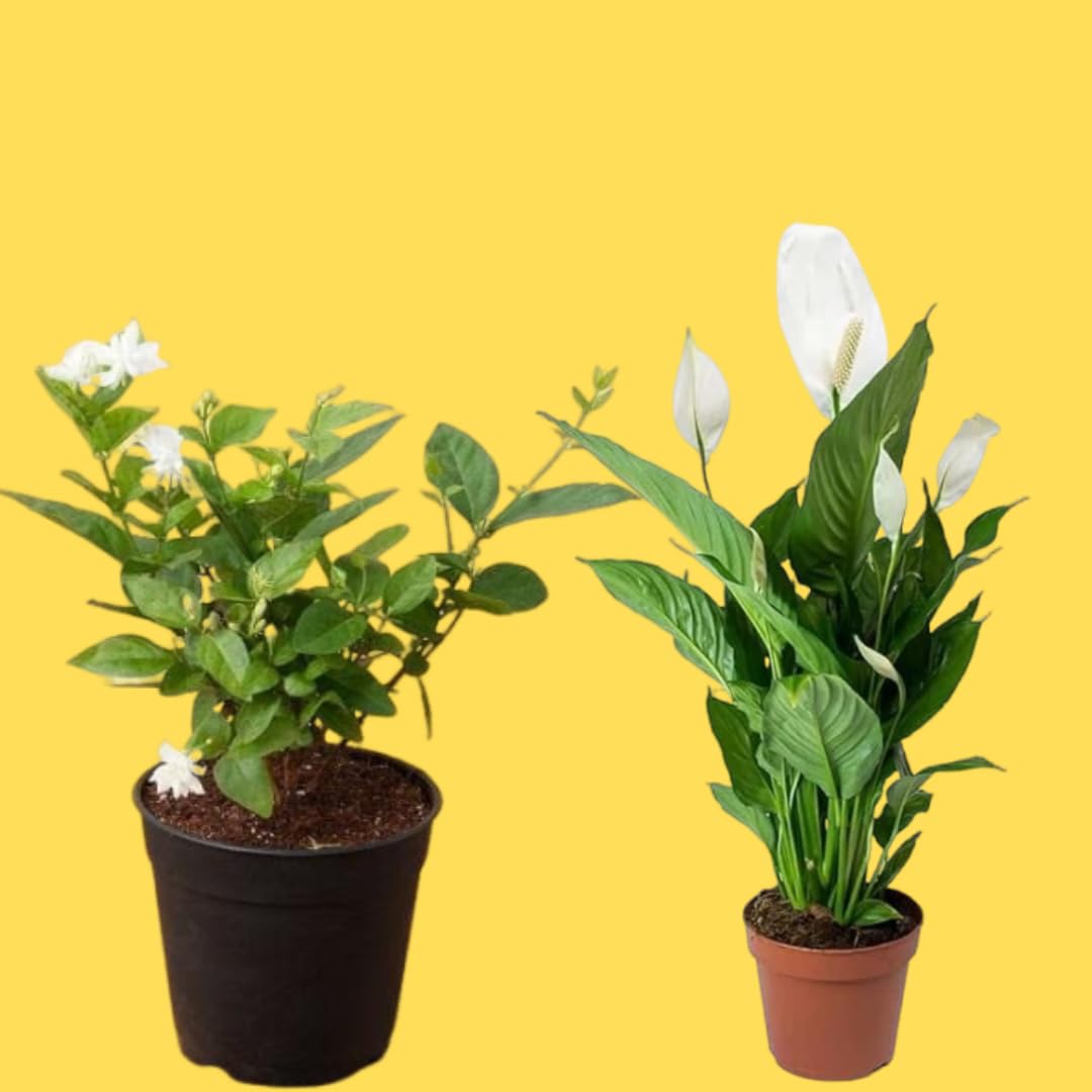 GrowHeaven Live Flower Plants, Peace Lilly White Flower, White Mogra Jasmine Flower, Arabian Jasmine Mogra Fragrant Flower, Pack of 2 (PECELILLY WITH MOGRA FLOWER PLANT) (B0DBG7NXTT) Amazon Price History, Amazon Price Tracker