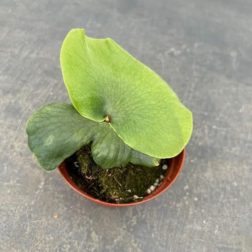 ビカクシダ　3点セット 307552-1.jpg