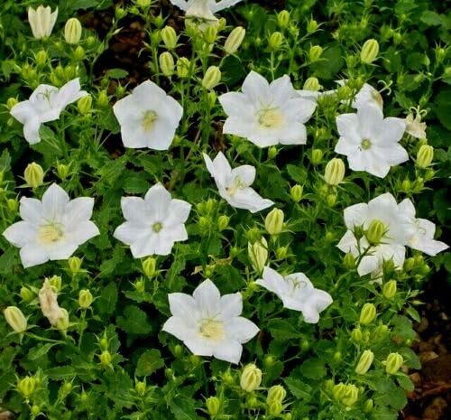Buy4seeds 2000 Seeds Campanula carpatica White Bellflower Useful for Gardening (2000 Seeds) Easy to Grow