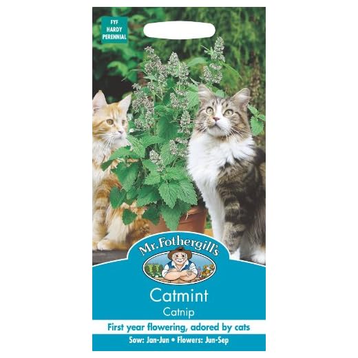 Mr Fothergills - Nepeta