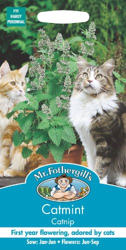 Mr Fothergills - Nepeta