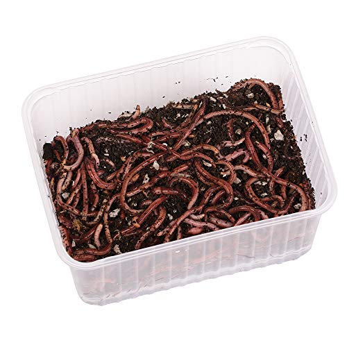 natursachede-I-Angelwurm-Dendrobena-der-Universal-Wurm-fuer-unbesorgtes-langes-Angeln-Anzahl100-STKBox