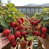 Organic 300+ Strawberry Seeds for Planting in Canada - Grow Fresh Fruit at Home - Easy for Beginners, High Germination Garden Seeds