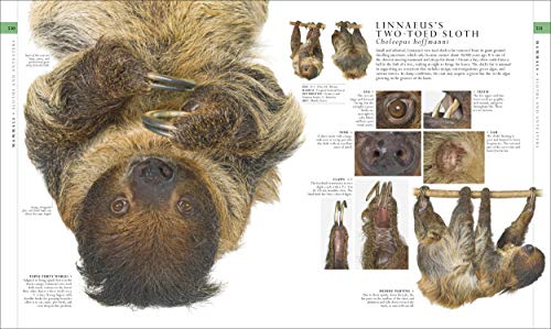 Image of Natural History (DK Definitive Visual Encyclopedias)