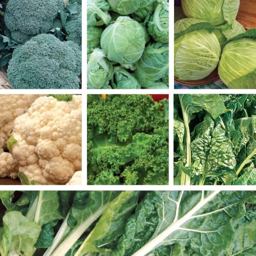 Image of Ferry Morse Vegetable Seed Variety Pack - Cold Hardy, High Germination Rate, GMO Free - 7 Pack