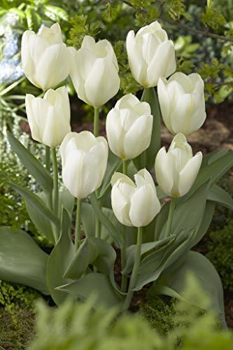 Bloomsz Tulip White Emperor Flower Bulb (10-Pack)
