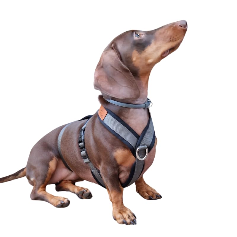 3-Punkt-Gurt mit Anti-Ziehen, ideal für Lebreles: Italienischer Windhund, Whippet, Windhund, Podenco - sicher, atmungsaktiv und langlebig, perfekt zum Wandern, Training und Laufen, Anthrazit, XS