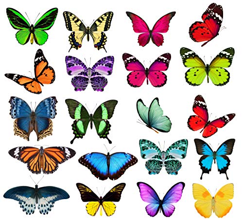 Quotidian Products Butterfly Window Clings-20xAnti Collision Decal to Prevent Bird Strikes on Doors & Windows-Static,UV Resistant & Non Adhesive Vinyl Cling Deterrent Decal & Glass Decor to Alert Bird