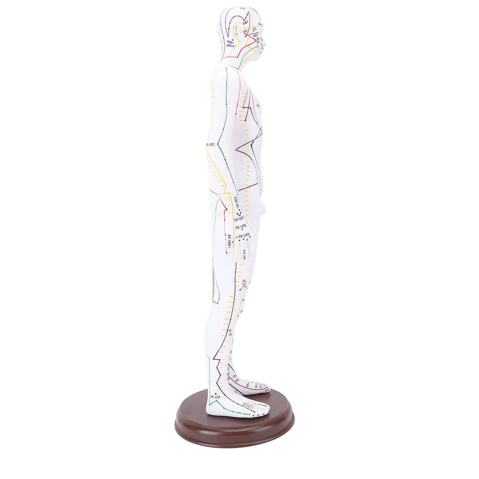 Acupuntura Doll, Modelo de Punto de Acupuntura Humana para Aprendizaje y Ejercicios, 52 Cm / 20.47in (Tipo de hombres)
