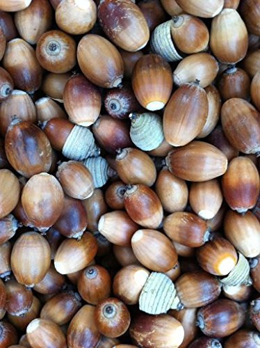 どんぐり Amazon.co.jp: シラカシ 200個 虫のつかない綺麗などんぐりです