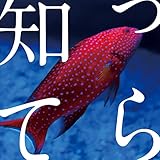 知ってら 歌詞