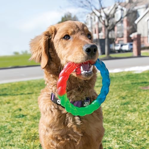 Kong Twistz Ring Dog Toy Small Red Green Blue