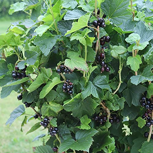 Blackcurrant Summer Pearls Giant Garden Plant Hardy Shrub Flowering Fruit Plant 3 x 9cm Pot by Thompson & Morgan