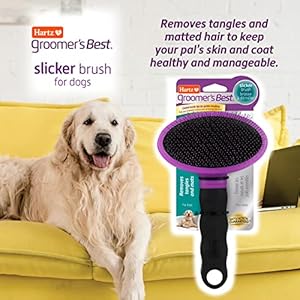 Hartzgroomersbestdesheddingslickerdogbrushblackvioletdogs  Cucciolini Doodles   cucciolini doodles
