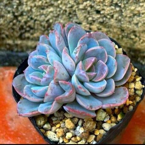 Amazon.co.jp: 多肉植物 モナリザ双頭 : ホーム＆キッチン