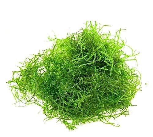 Maalavya Live Aquarium Aquatic Plant Java Moss | Loose Bunch | (Pack Of 2) (B0D9P2FXQW) Amazon Price History, Amazon Price Tracker