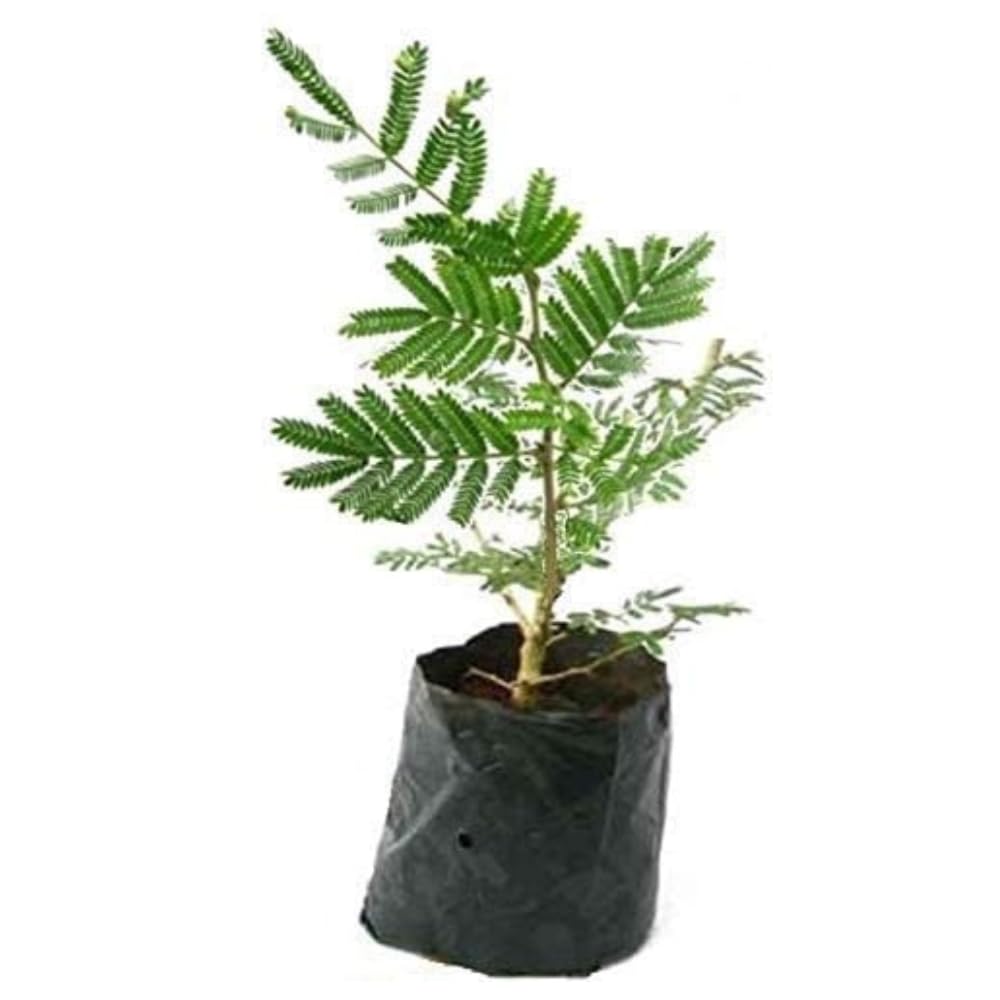Gim Jack Galaxy Live Shami Holy Tree Prosopis Cineraria Plant Banni Maram Sammi Summy Dhaniushta Shami Patra Sami Plant Chikur Chonkar Paudha Jammi Chettu Jandi Khejri Parampu Somi Sami ka Paudha-image-18