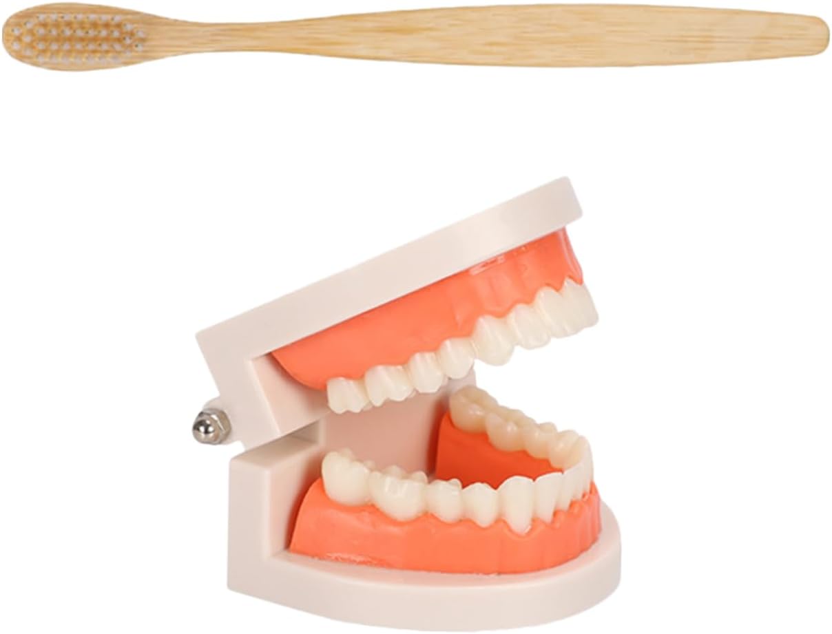 1Set Model with Sturdy Plastic Teeth Brushing Teaching Aid for Oral Hygiene Education and Gum Care Denture Model for Boy Girl Teeth Brushing Practice and Learning