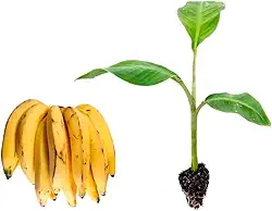 Muda de Banana da Terra (Musa paradisiaca) Altura de 20 a 40cm – planta frutífera tropical, ideal para vasos grandes ou solo, produção de bananas para fritar, culinária, quintal e pomar