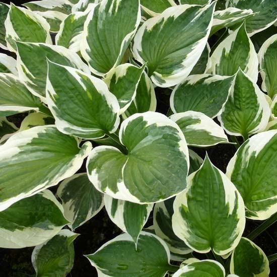6x Hosta 'Patriot' – Vaso 9x9 cm – pianta da ombra foglia verde con bordo bianco