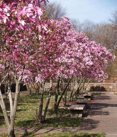 ハイドランジア マグノリア Saucer Magnolia, Magnolia x soulangiana, Monrovia Plant