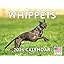Whippet