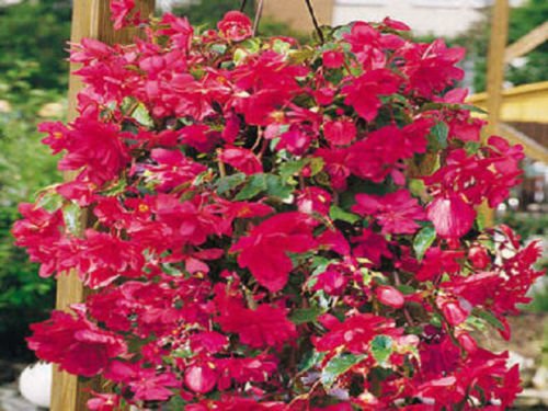 15 Samen Begonia Illumination Rose Pelletierte Blumensamen Beleuchtungs