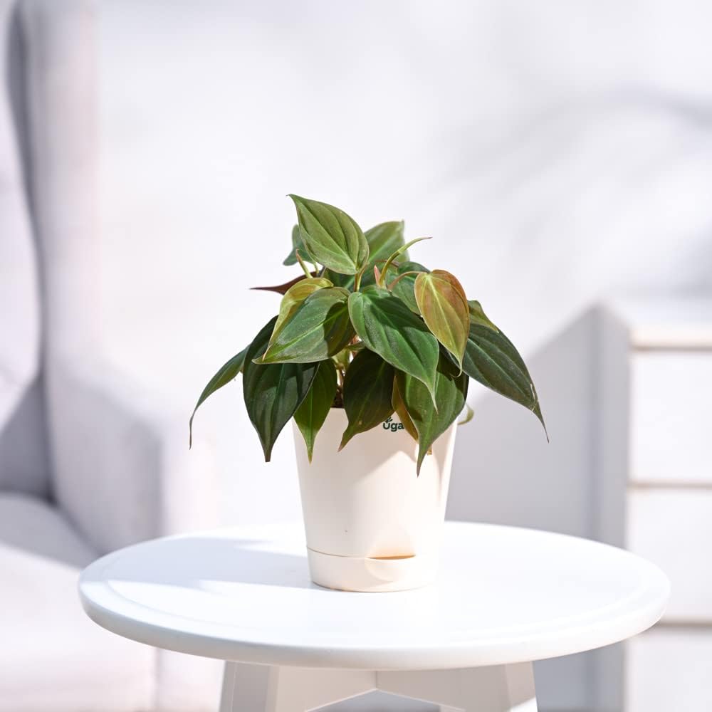 UGAOO Philodendron Micans Oxycardium Black Plant with Self Watering Pot