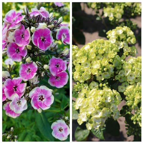 Phlox paniculata Orchid Duo 12cm Pot x 4 Inc: Vibrant Lime Green & Hot Pink Blooms, Cottage Garden Perennial, Attracts Pollinators, Fragrant Flowers - Thompson & Morgan