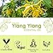Ylang Ylang Essential Oil 4 Fl Oz (120ml) - Pure and Natural Fragrance Oil for Aromatherapy, Diffusers, Candle Making, Massage, Soap, Perfume
