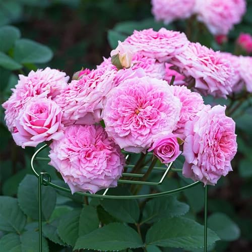 Support pour plantes extérieur empêche la chute des fleurs lot de 4 - 4