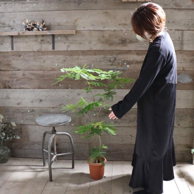 Amazon｜エバーフレッシュ 7号 空気清浄の木 夜眠る 観葉植物