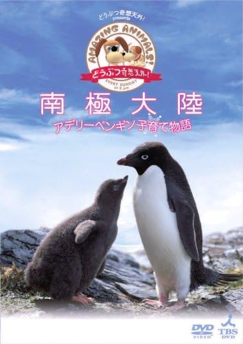 Amazon Co Jp どうぶつ奇想天外 Presents南極大陸 アデリーペンギン子育て物語 Dvd Dvd ブルーレイ