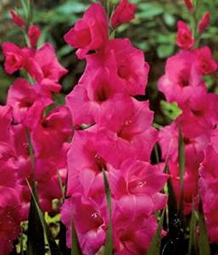 Large Gladioli 'Fidelio' Summer Flowering Bulbs WPC Prins Pack x10
