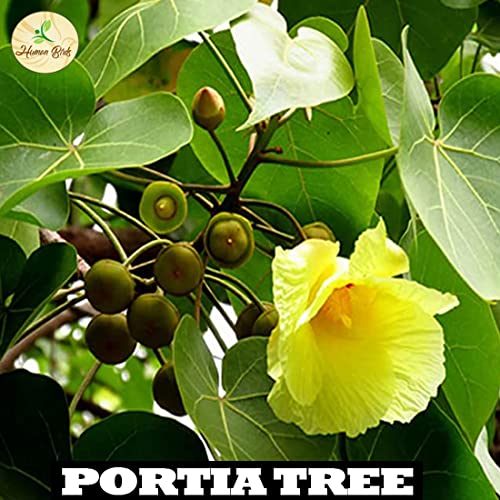 Image of Human Birds International - Seed Balls, Just Throw & Grow, Tree Seed Bombs, Seed Balls Return Gift, Seed Balls of Trees (Portia Seed Balls, 300)